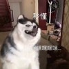 萌宠 汪星人 秒懂 嘿嘿嘿 搞怪 呆萌