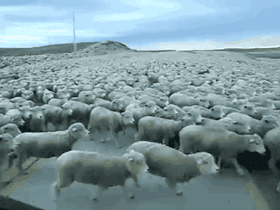 羊群 狂奔 可爱 搞笑