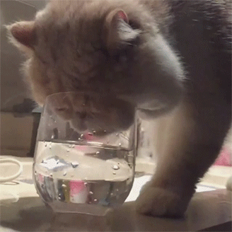 心疼 大脸 猫 喝水