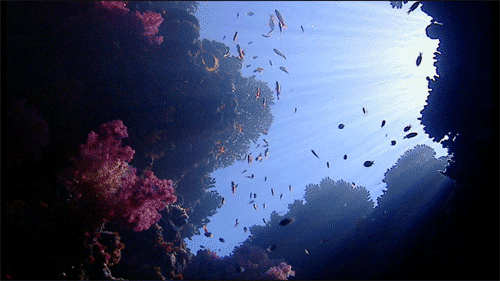 小鱼 珊瑚 深海 阳光 美丽 海洋 自然