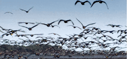 多瑙河-欧洲的亚马逊 纪录片 鸟类 燕鸥群