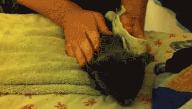动物 小猫 卷毛巾 旋转