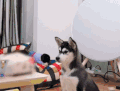萌主来了