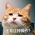 猫咪 皱眉 搞笑 还有这种操作
