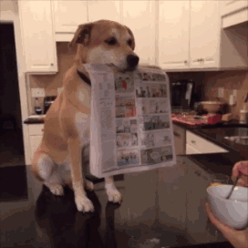 狗狗 叼着报纸 吃东西 看报纸