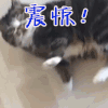 猫 可爱 震惊