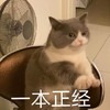 萌宠 猫星人 一本正经 正式 呆萌 可爱