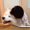 狗狗 帽子 爆笑 逗比
