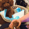 萌宠 可爱 猫 狗 猫 狗 萌宠 可爱