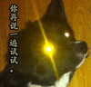 小狗 眼睛 成精了 你再说一遍试试