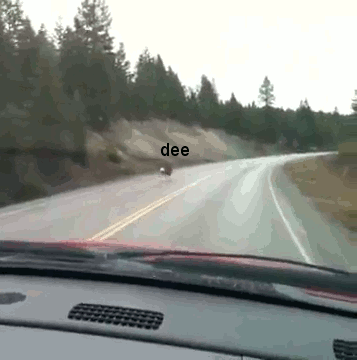 鹿 开车 高速公路 救 命