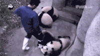 熊猫 撒娇 可爱 动物