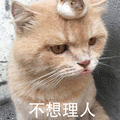 萌宠 猫咪 喵星人 猫 不想理人 拒绝