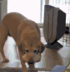 狗狗 球 搞笑 萌宠