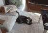 猫 人