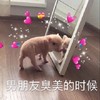 萌宠 猪 臭美 照镜子 呆萌 可爱