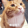 你说啥 猫 蒙圈 可爱 呆萌