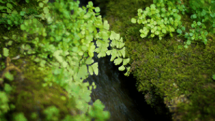 山谷 流水 绿色 宁静