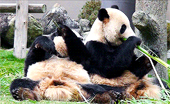 大熊猫 吃货 呆萌 躺着
