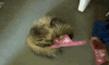 谁来   救救我  拖鞋  猫咪