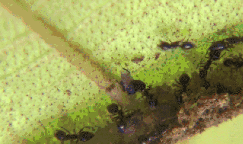 昆虫 模仿大师：哥斯达黎加昆虫 纪录片 蚂蚁