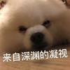 萌宠 汪星人 来自深渊的凝视 看着你 呆萌 可爱