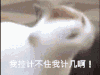 暴漫 控制不住 自己 计几 喵咪 甩头 疯了