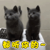 赞 good 萌宠 猫 猫咪 喵星人 都听你的 棒