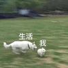 生活 我 狗 可爱 呆萌