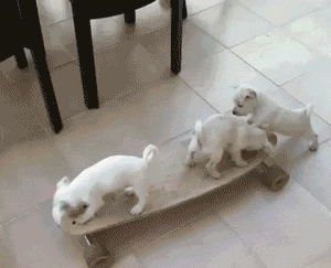狗狗 滑板 轱辘 白毛 玩耍