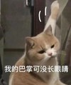 萌宠 猫星人 我巴掌可没长眼睛 威胁 搞怪 呆萌