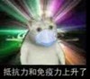 萌宠 喵星人 带着口罩 抵抗力上升了 呆萌 憨憨