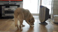狗狗 球 可爱