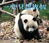 熊猫 可爱 搞笑 逗 动物园 文字表情包
