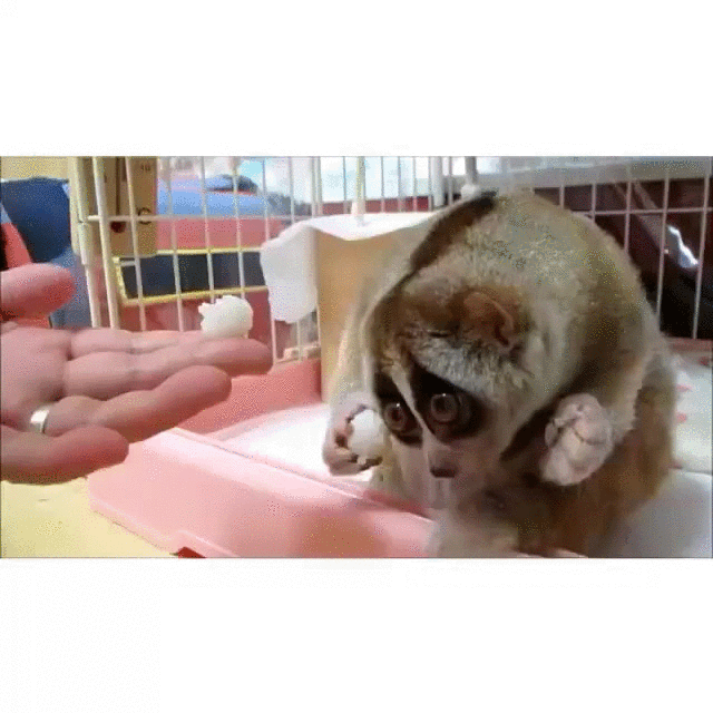 请求 please 拜托 卖萌
