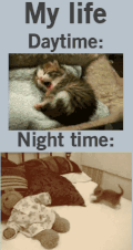 猫咪 玩耍 睡觉 萌萌哒
