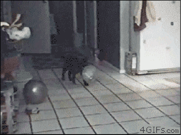 小猫 气球 爆炸 惊吓