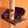 猫猫 转圈 玩耍 可爱