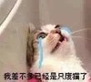 喵星人 恶搞 大哭 我差不多已经是只废猫了