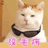 猫 萌宠 没毛病 赞 soogif soogif出品