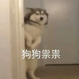 狗狗 崇崇 搞怪 逗