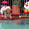 汪星人 可爱 狗狗 萌宠