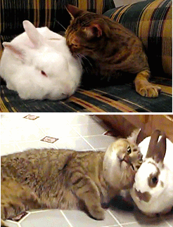 小白兔 猫咪 可爱 玩耍