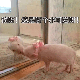猪 小可爱 哪个