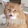 萌宠 猫星人 呵呵 小屁孩 搞怪 呆萌