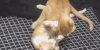 猫咪 亲亲 可爱 有趣