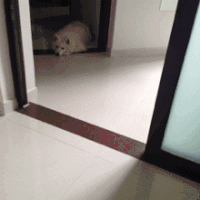 汪星人 吃货 搞笑