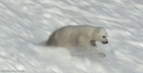 雪 幻灯片 北极熊幼崽  可爱