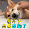 萌宠 狗 废狗 汪星人 soogif soogif出品