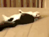 猫 害怕 翻身 跳走